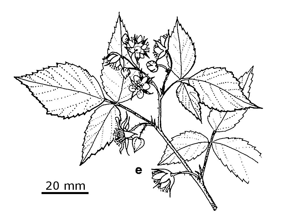 Rubus idaeus (hero image)