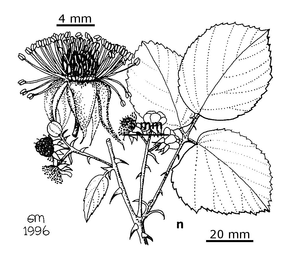 Rubus ulmifolius (hero image)