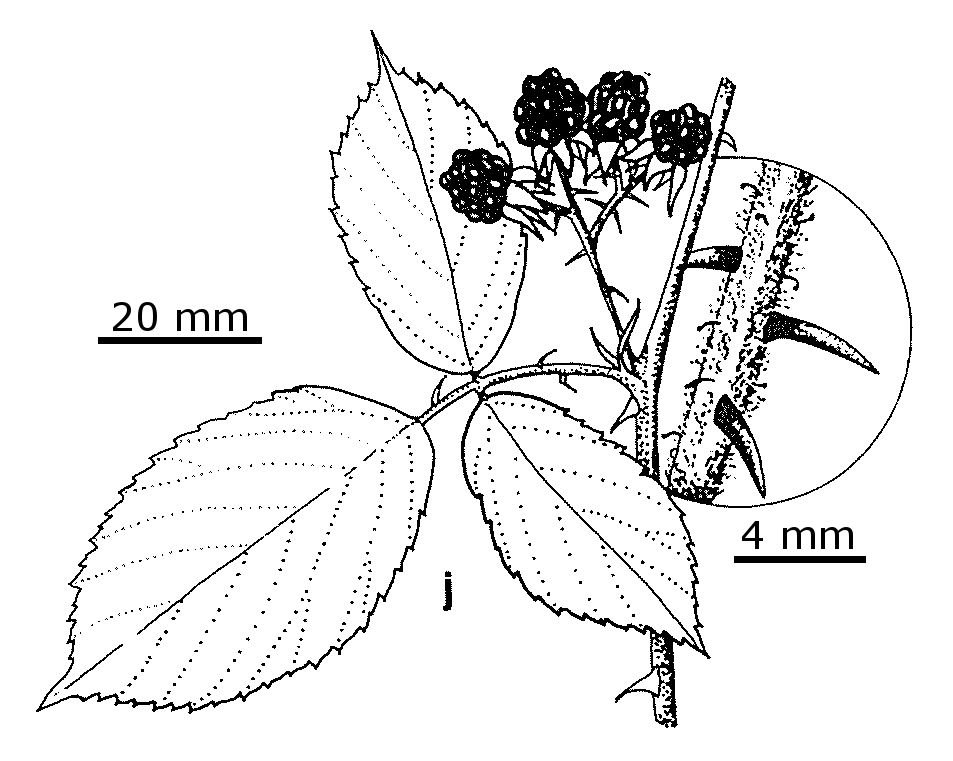 Rubus polyanthemus (hero image)