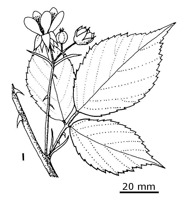 Rubus anglocandicans (hero image)