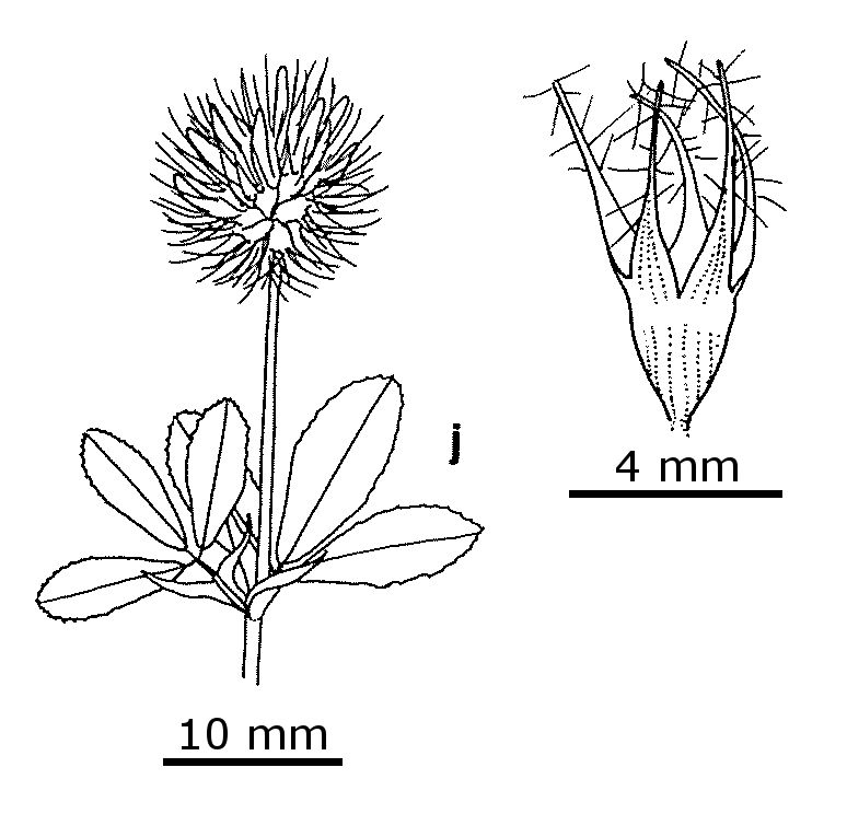 Trifolium lappaceum (hero image)