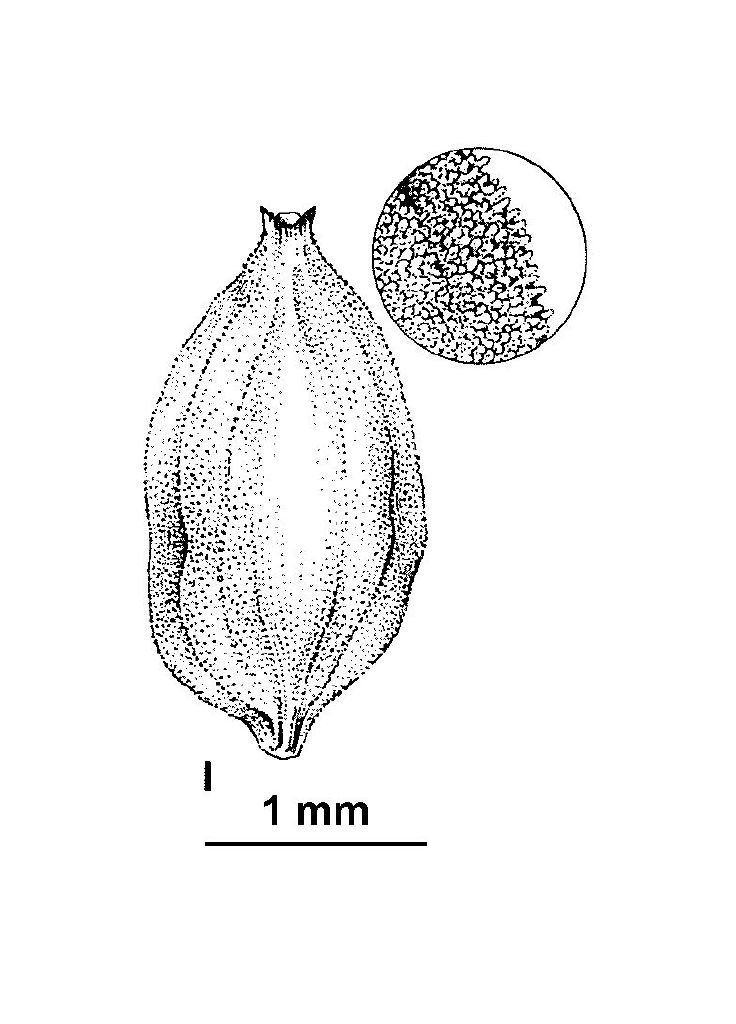 Carex buxbaumii (hero image)