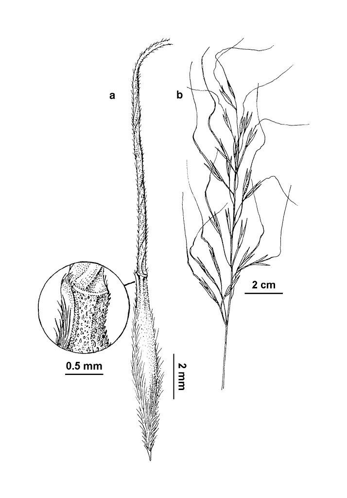 Austrostipa oligostachya (hero image)