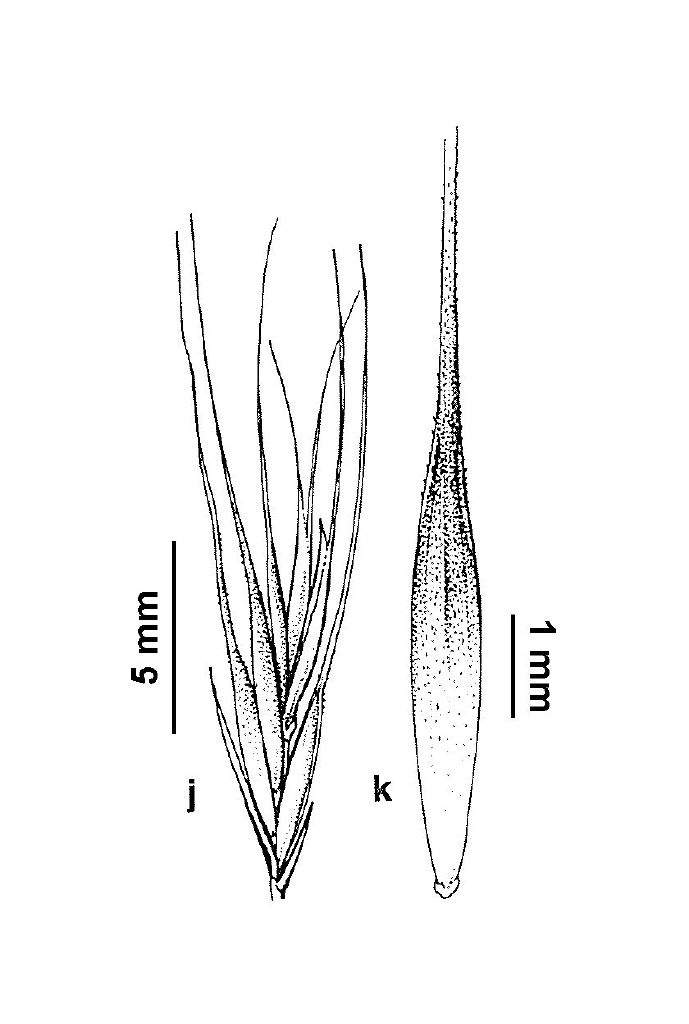 VicFlora: Vulpia muralis