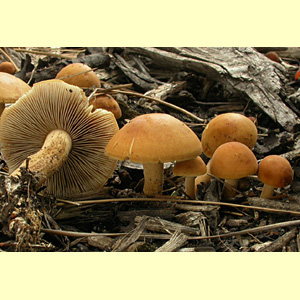 images/Agrocybe/Agrocybe2.jpg
