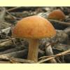 images/Agrocybe/Agrocybe3.jpg