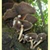 images/Agrocybe/Agrocybe_parasitica_DSCN9937.jpg