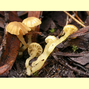 images/Camarophyllopsis/Camarophyllopsis_sp._naphthalene_b_Syme.jpg