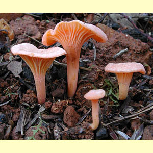 images/Cantharellus/Cantharellus_KRT2721.jpg