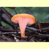 images/Cantharellus/Cantharellus3.jpg