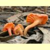 images/Cantharellus/Cantharellus.jpg
