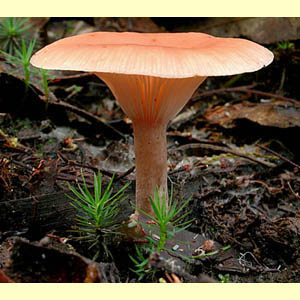 images/Clitocybe/Clitocybe_KRT2898.jpg