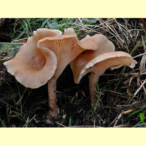 images/Clitocybe_(other)/Clitocybe_clitocybioides_KRT2965.jpg