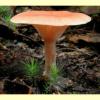 images/Clitocybe_(other)/Clitocybe_KRT2898.jpg
