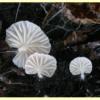 images/Entoloma_section_Claudopus/Claudopus_E2081_2a.jpg