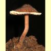 images/Inocybe_(rounded_spores)/KRT3001(2)_Inocybe_australiensis_processed.jpg