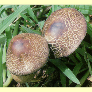 images/Panaeolus_cyanescens/Copelandia_cyanescens_Hemmes_a.jpg