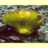 images/Phylloporus/Phylloporus3.jpg