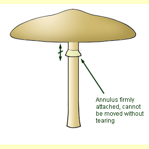 images/Annulus_moveable_no/Annulus_moveable_-_no.jpg