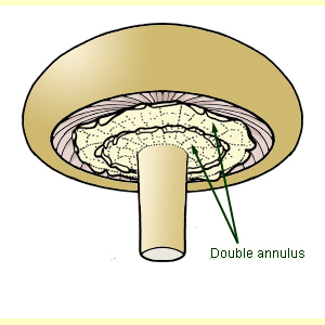 images/Annulus_undersurface_double/Annulus_undersurface_-_double.jpg
