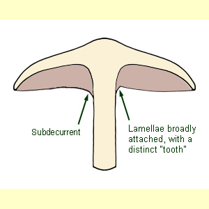 images/Lamellae_attachment_subdecurrent_or_with_decurrent_tooth/Lamellae_attachment_-_decurrent_tooth.jpg