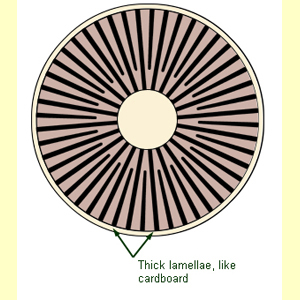 images/Lamellae_thickness_thick/Lamellae_thickness_-_thick.jpg