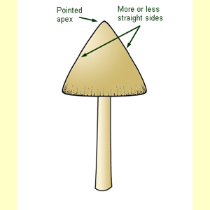 images/Pileus_overall_shape_conical/Pileus_overall_shape_-_conical.jpg