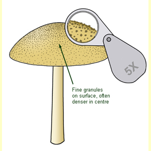 images/Pileus_surface_(hairs_or_scales)_pruinose_to_granular/Pileus_surface_(hairs)_-_granular.jpg