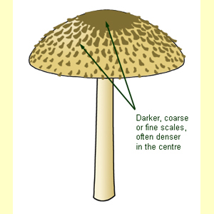 images/Pileus_surface_(hairs_or_scales)_with_fine_to_coarse_scales/Pileus_surface_(hairs)_-_scaly.jpg