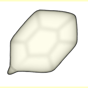images/Spore_outline_(side_and_face)_angular-hexagonal/Spore_outline-angular_hexagonal.jpg