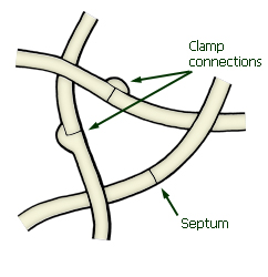 clamp connection