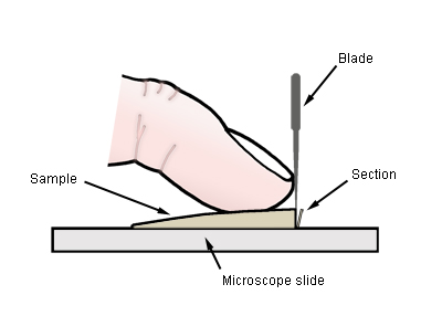 cutting thin sections