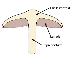 Median longitudinal section