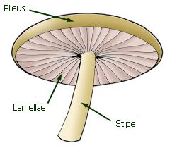 parts of an agaric