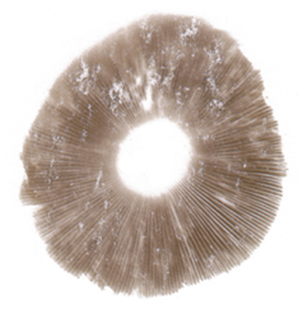 Agaricus sp. spore print