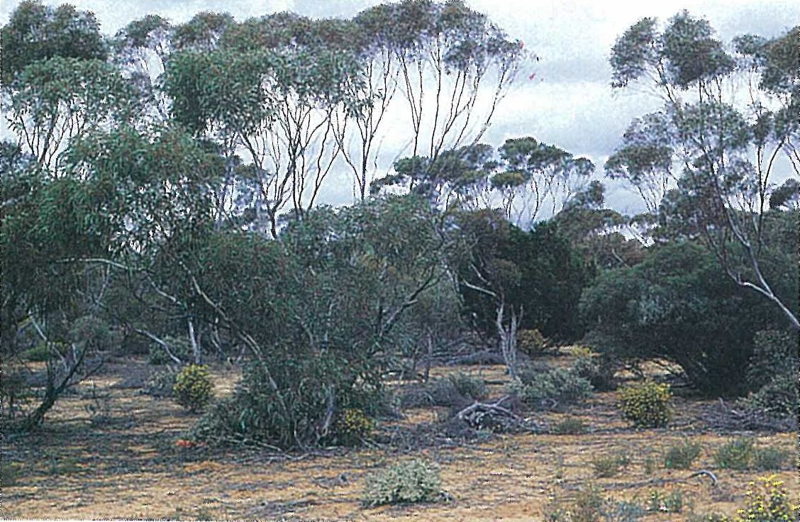 Murray Mallee; east-west dune mallee. Eucalyptus socialis and E. leptophylla with Callitris verrucosa, Cryptandra amara, Melaleuca lanceolata, Phebalium bullatum. Werrimull South, Sunset Country.
