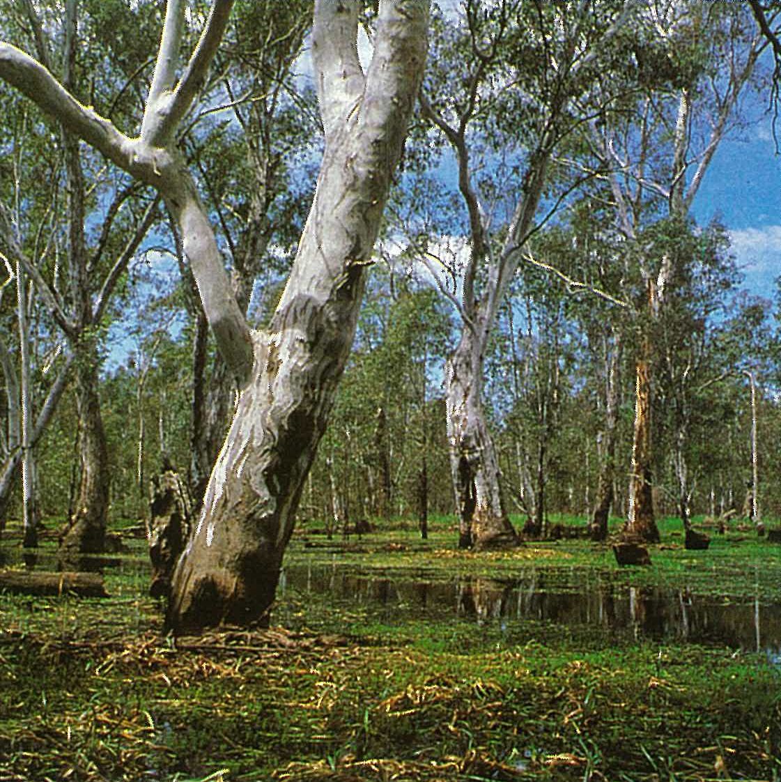 Riverina; open forest. Eucalyptus camaldulensis, with aquatic herbs Myriophyllum and Triglochin. Pseudoraphis spinescens grassland in background. Gunbower Island.