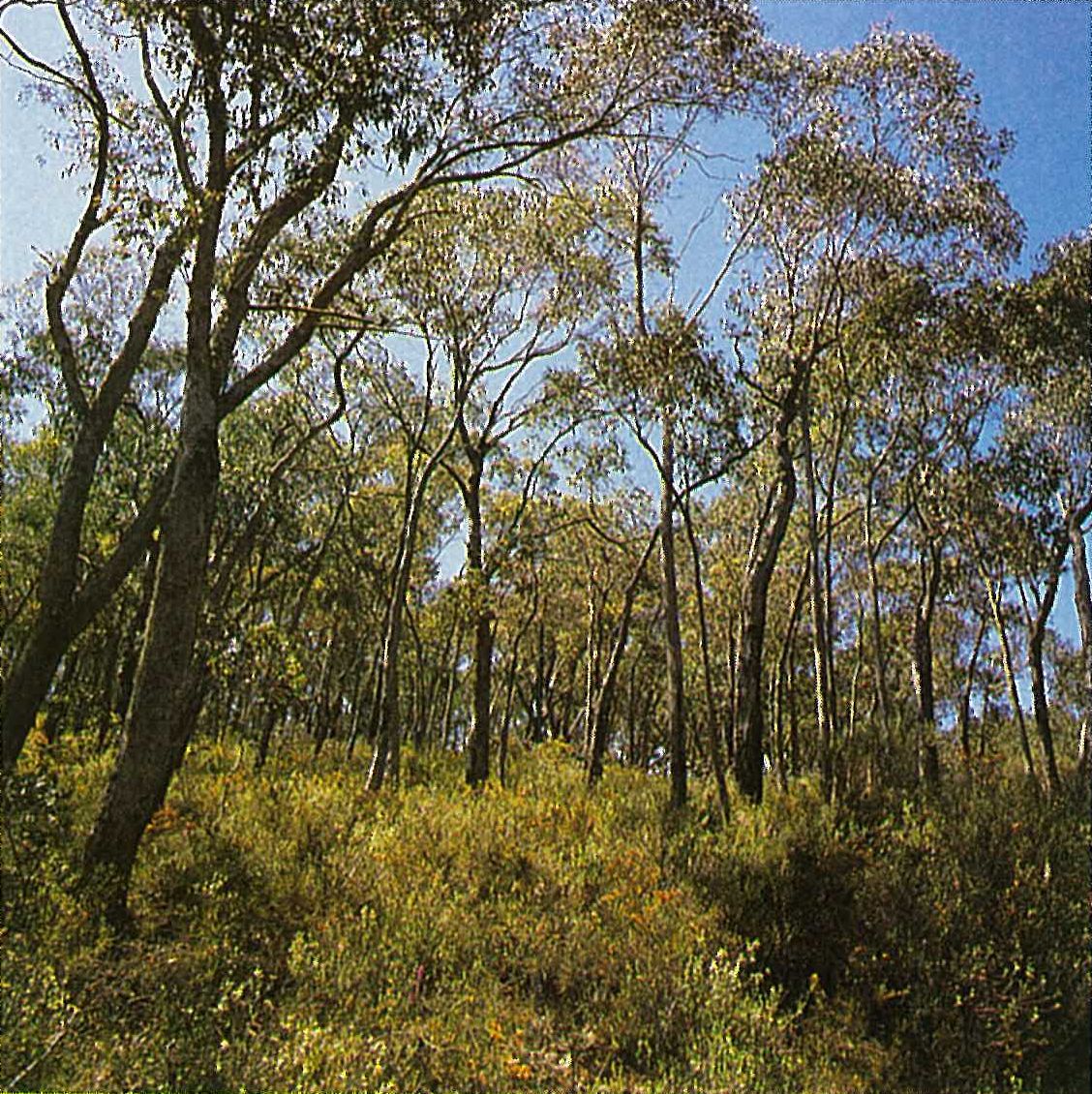 Midlands; dry open-forest. Eucalyptus macrorhyncha and E. polyanthemos, with heathy shrub-layer, Brachyloma daphnoides, Dillwynia phylicoides and Tetratheca ciliata. Near Alexandra.
