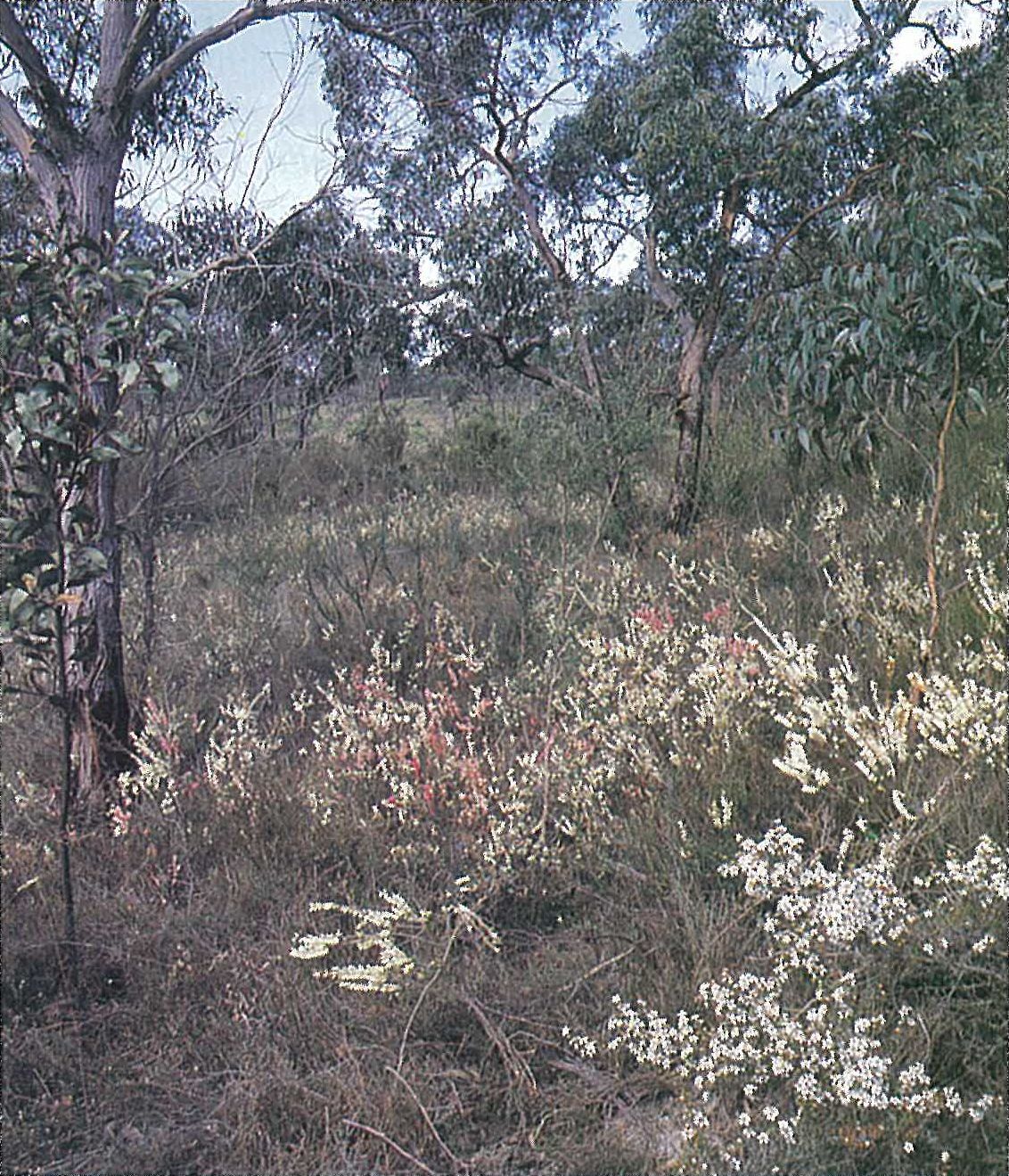 Otway Plain; Leptospermum myrsinoides heathland. Heathland/woodland with Eucalyptus baxteri over Acacia suaveolens, Banksia marginata, Dillwynia glaberrima, Epacris impressa, Leptospermum myrsinoides and Xanthorrhea minor. Forest Reserve, Anglesea.