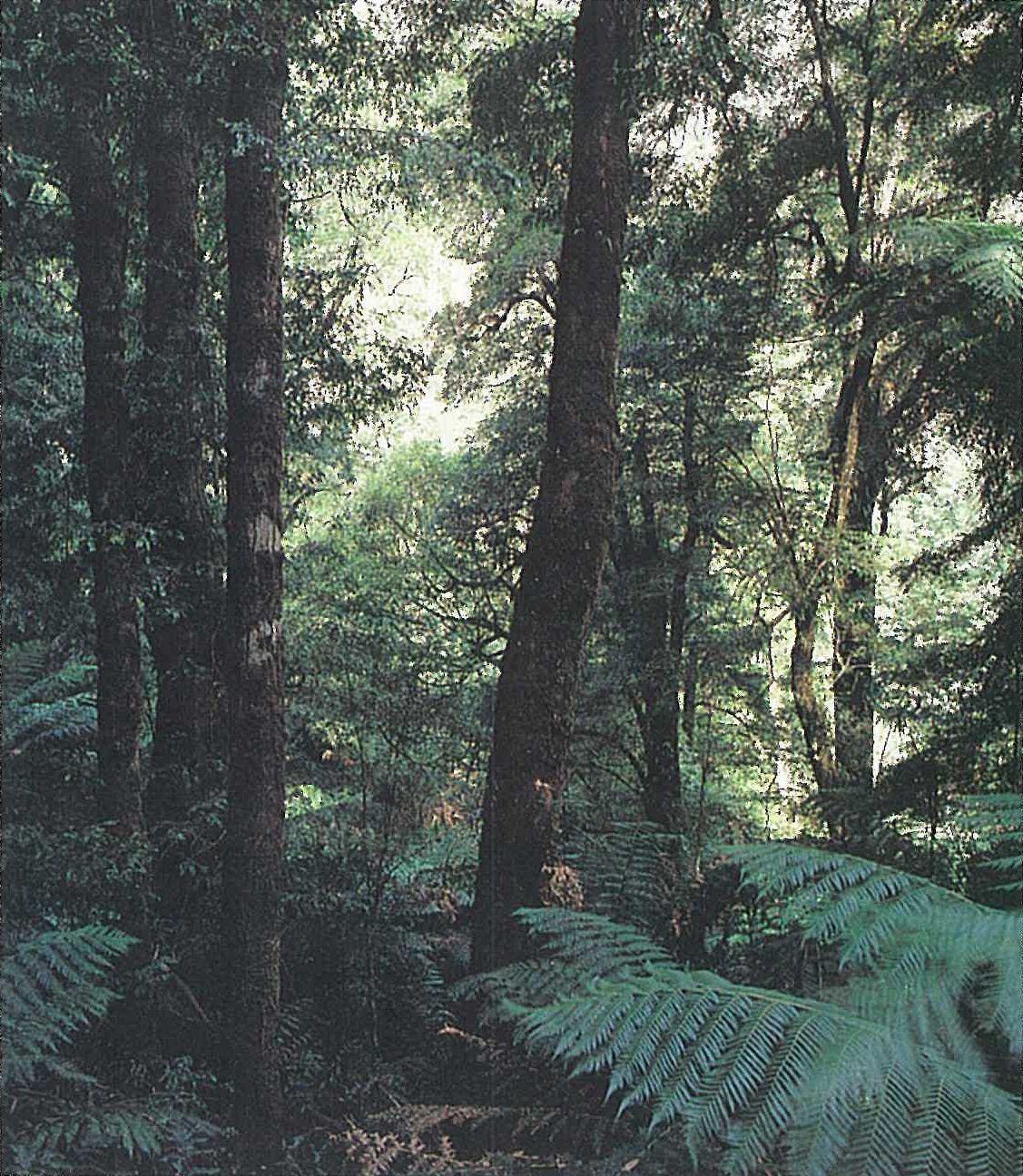 Otway Range; cool temperate rainforest. Closed-forest of Nothofagus cunninghamii, with Dicksonia antarctica. Melba Gully area.
