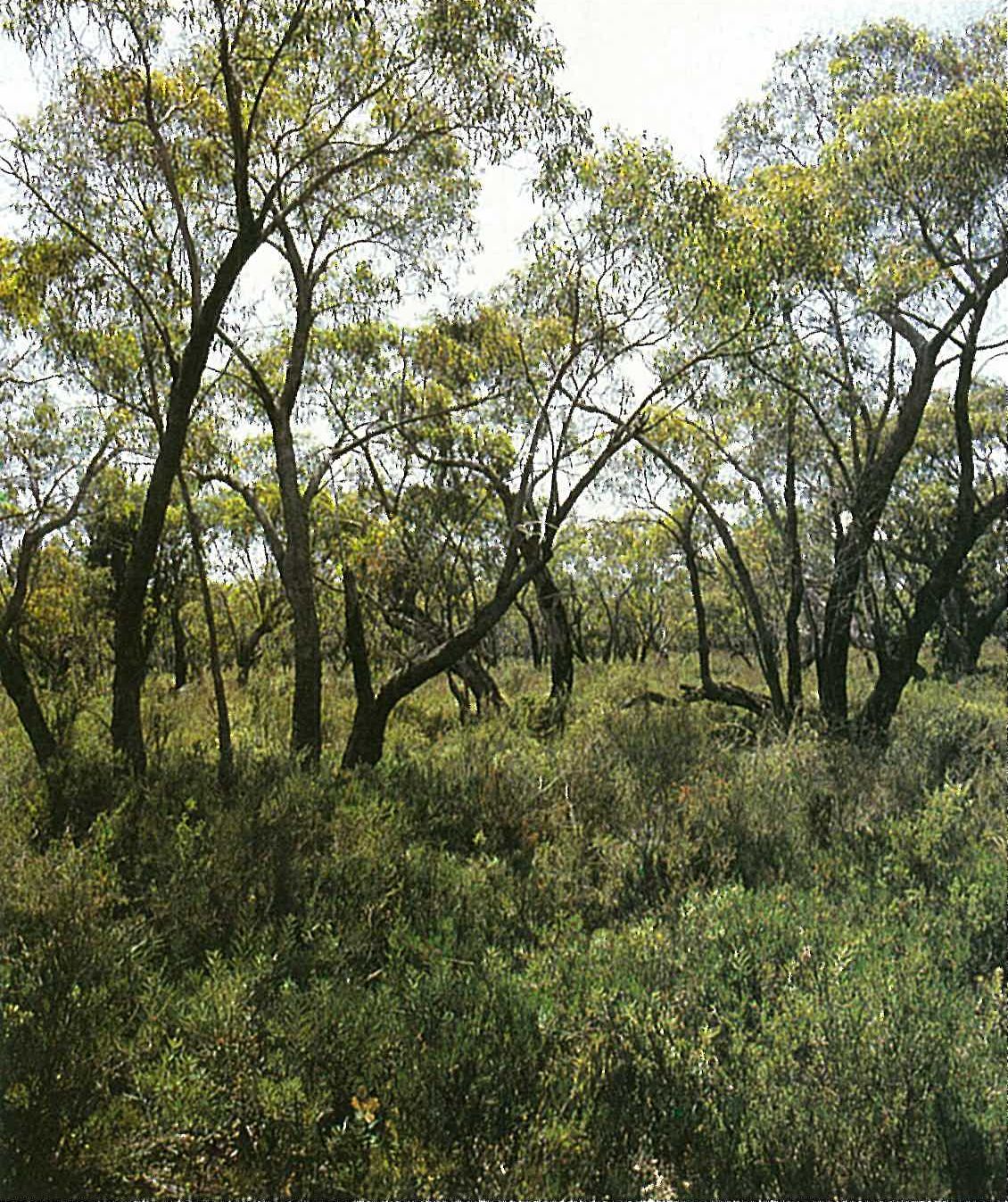 Gippsland Plain; Leptospermum myrsinoides heathland/woodland. Eucalyptus willisii woodland, with heathy understorey including Banksia marginata, Leptospermum myrsinoide, Monotoca scoparia, Pteridium esculentum, Ricinocarpus pinifolius and Xanthorrhoea minor. Holey Plains State Park.