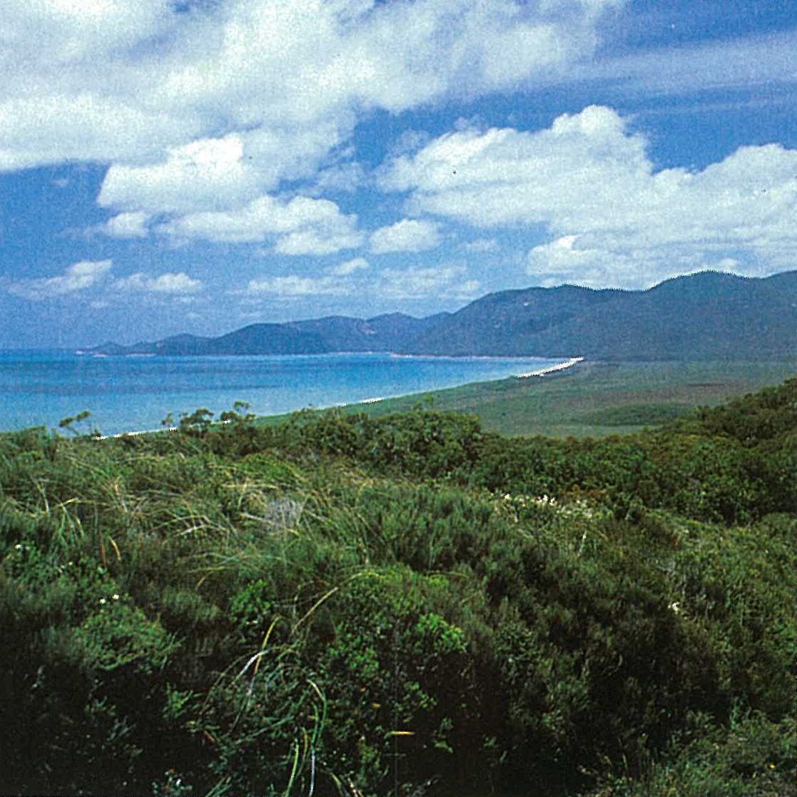 Wilsons Promontory; heathland. Allocasuarina paludosa, Banksia marginata, Lepidospermum laterale and Leptospermum continentale, with thickets of low Eucalyptus baxteri. North-east coast, Five-mile Beach in background.