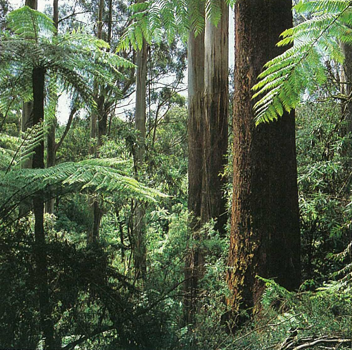 Gippsland Highlands; wet sclerophyll forest. Eucalyptus regnans tall open-forest, with Bedfordia arborescens, Cassinia trinervia, Cyathea australis, Olearia argophylla and Tetrarrhena juncea. Tarra River valley, Tarra–Bulga National Park.