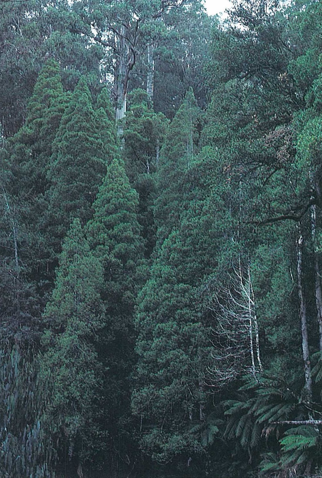 East Gippsland; cool temparate rainforest. Characteristic conical trees of Atherospermum moschatum, with Dicksonia antarctica and Elaeocarpus holopetalus. Eucalyptus denticulata emergent. Errinundra plateau.